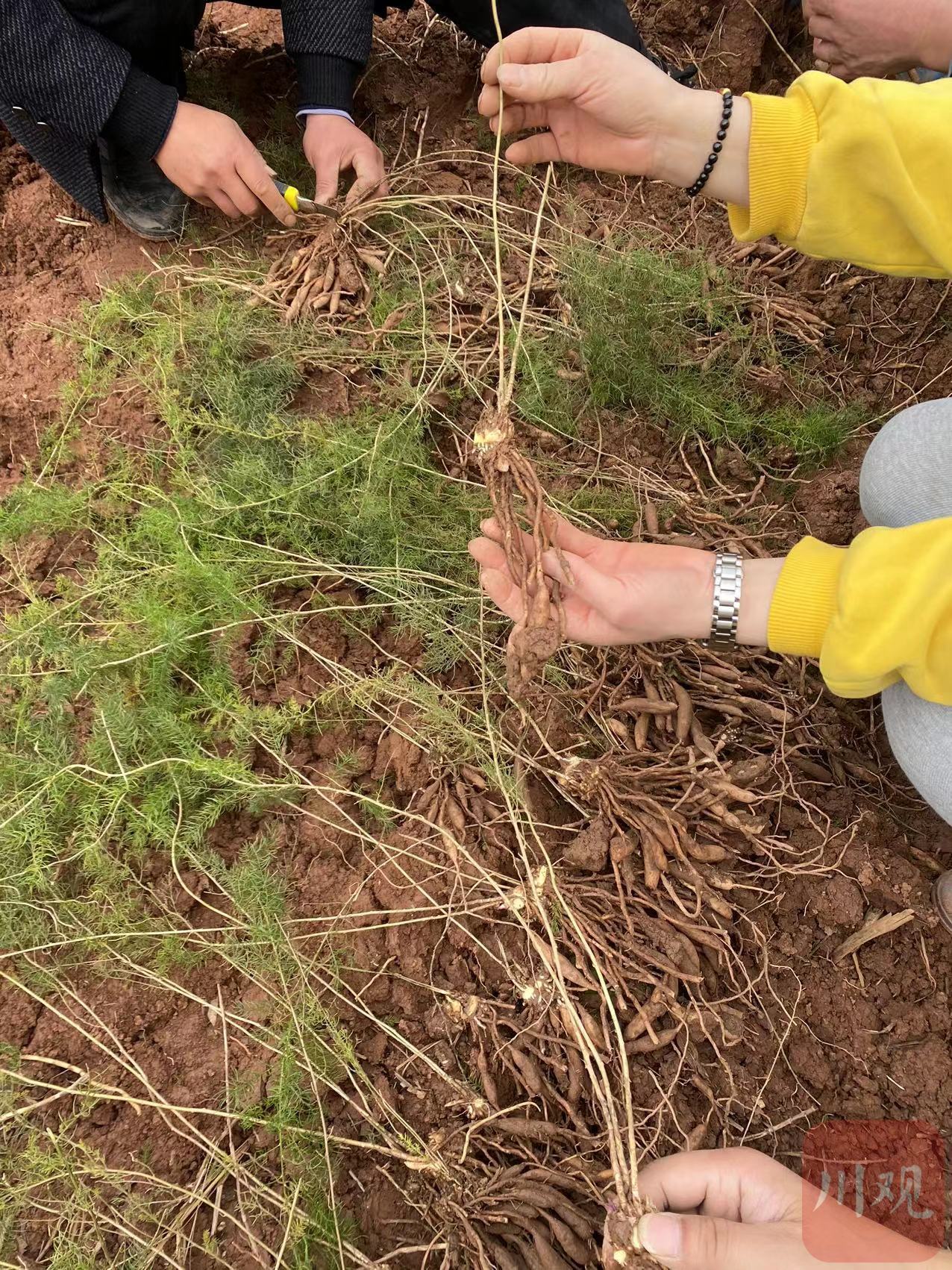 内江市东兴区天冬种植在哪个地方,内江创新产业园