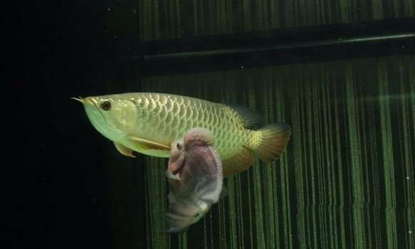 极品蓝底过背金龙,顶级蓝底过背金龙视频