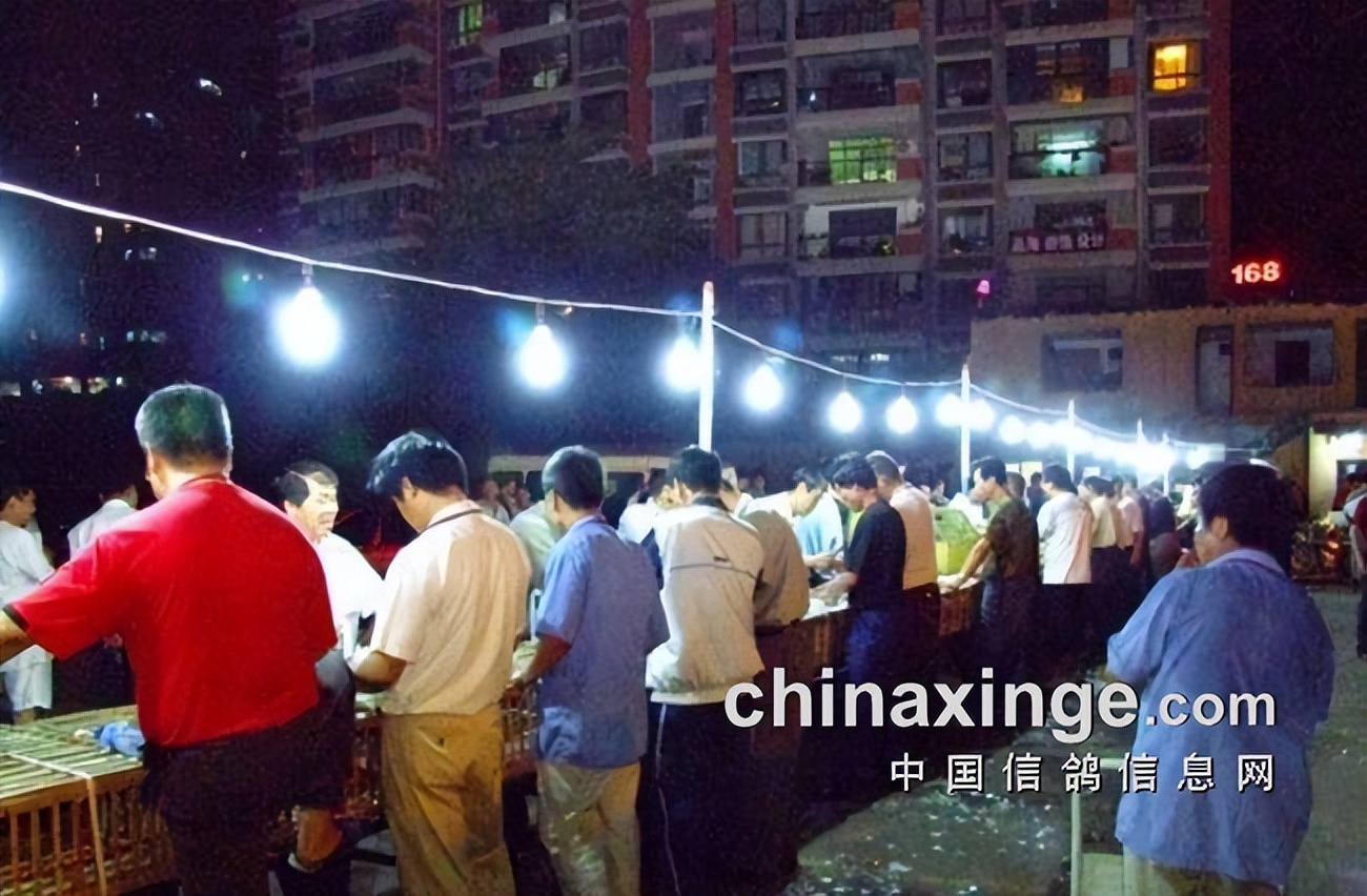 哈密超远程冠军信鸽图片,超远程赛鸽纪录