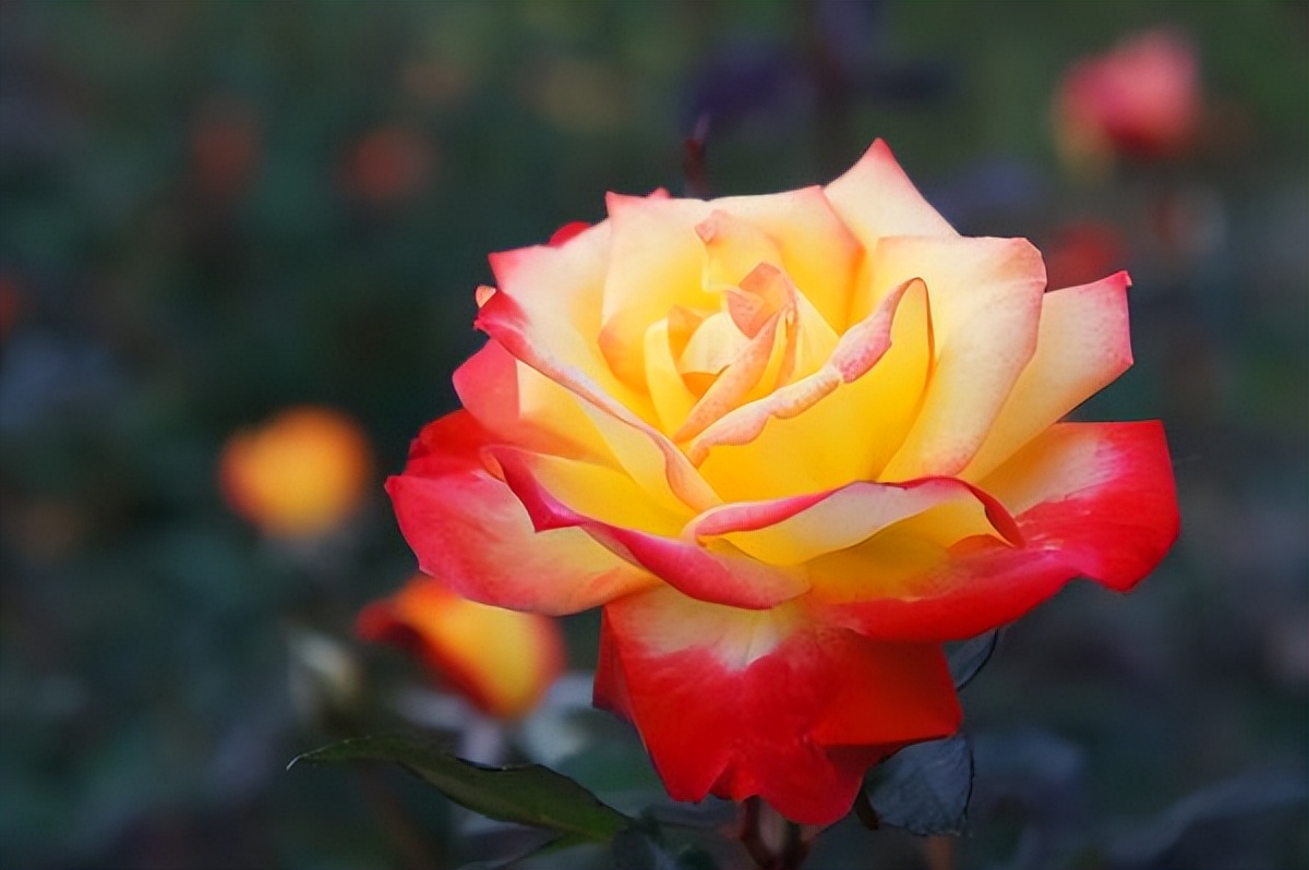 狮子座最不适合谈恋爱的星座,让狮子座一见钟情的三大星座