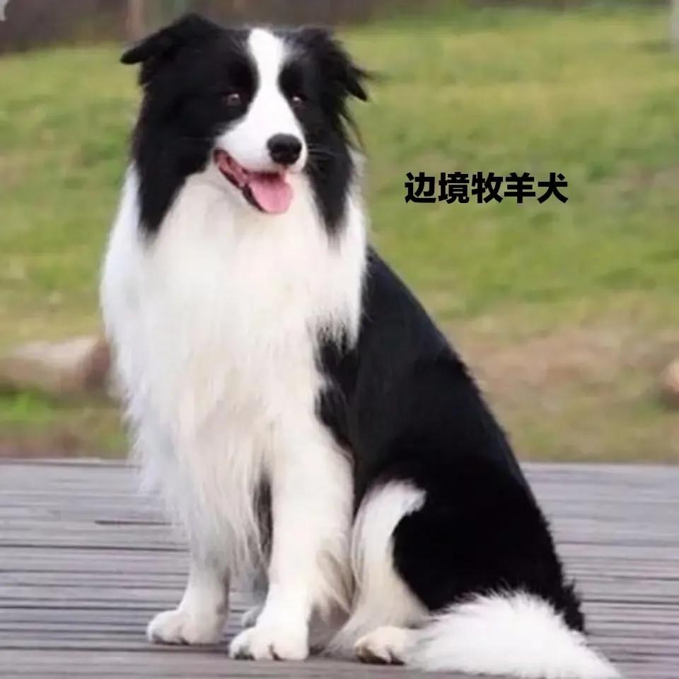 狗子长骨刺怎么治疗,狗狗长牛蜱怎么根治