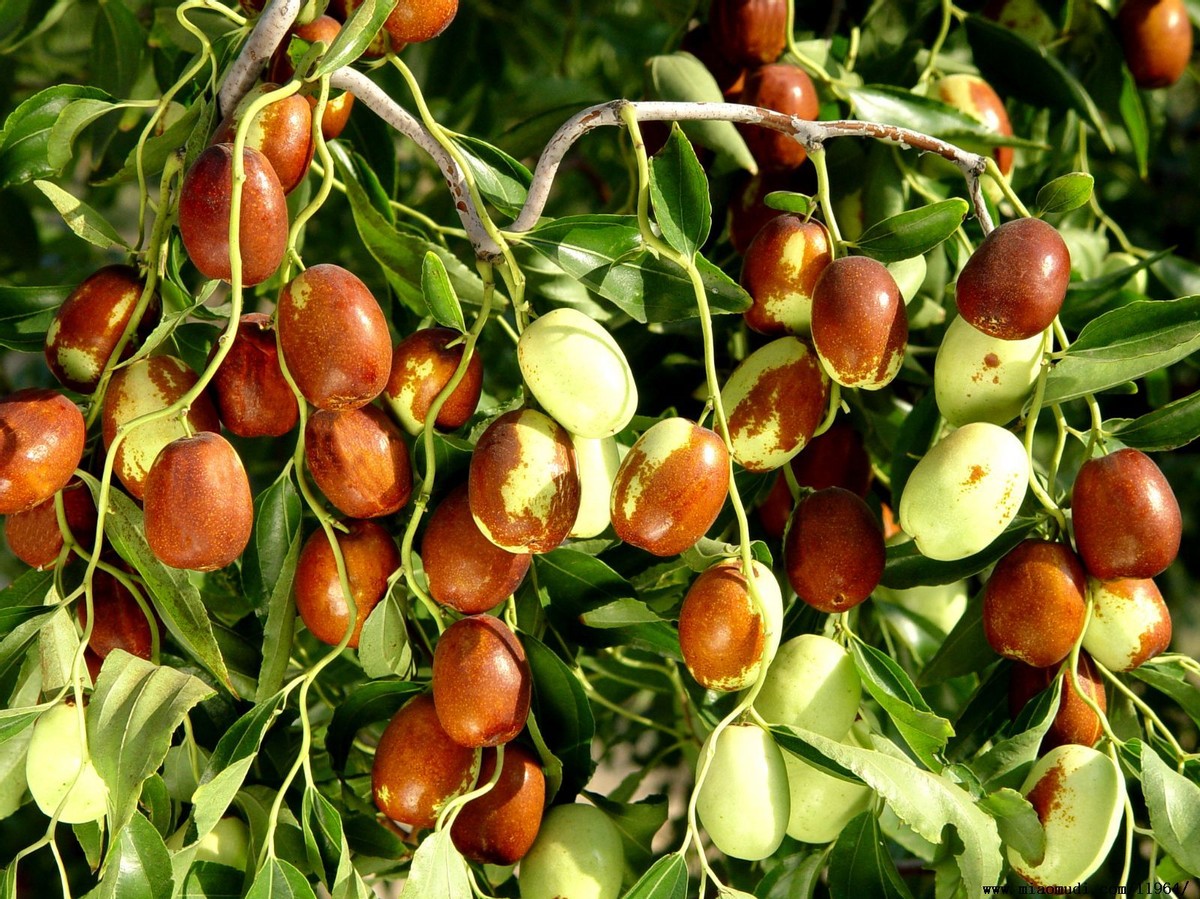 胃不好的人最好远离这几种水果,胃不好的人这5种水果建议少吃