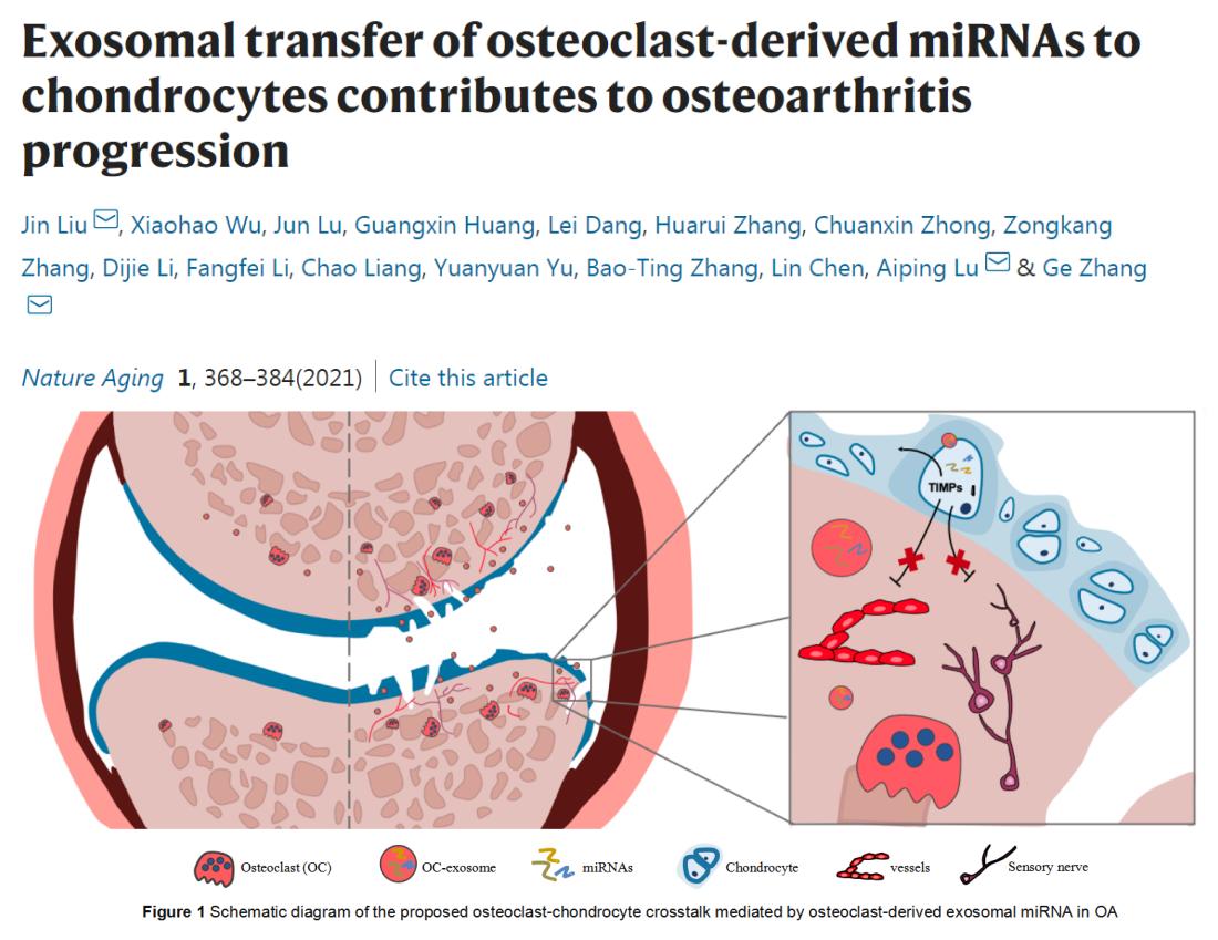 膝盖长出新软骨！“不死癌症”治疗迎来曙光，已完成动物实验