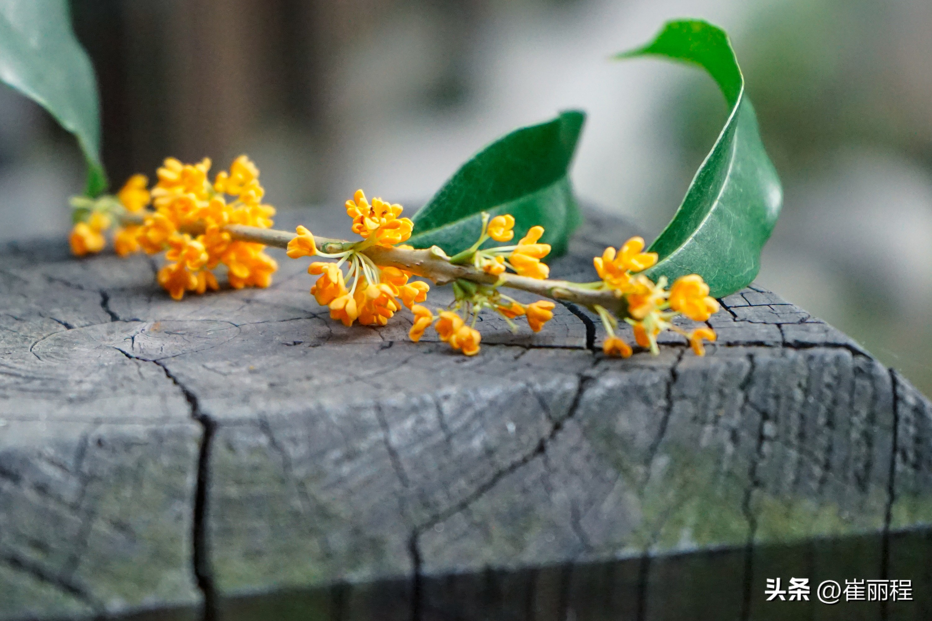 十堰市鄂西明珠,鄂西明珠