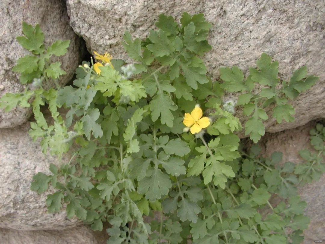 国家规定在农村种植什么最赚钱,农民在农村种植什么最赚钱