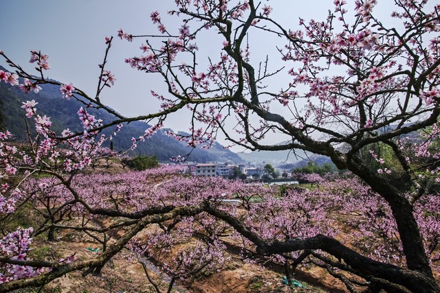 物是人非事事休欲语泪先流朗读,物是人非事事休欲语泪先流bgm