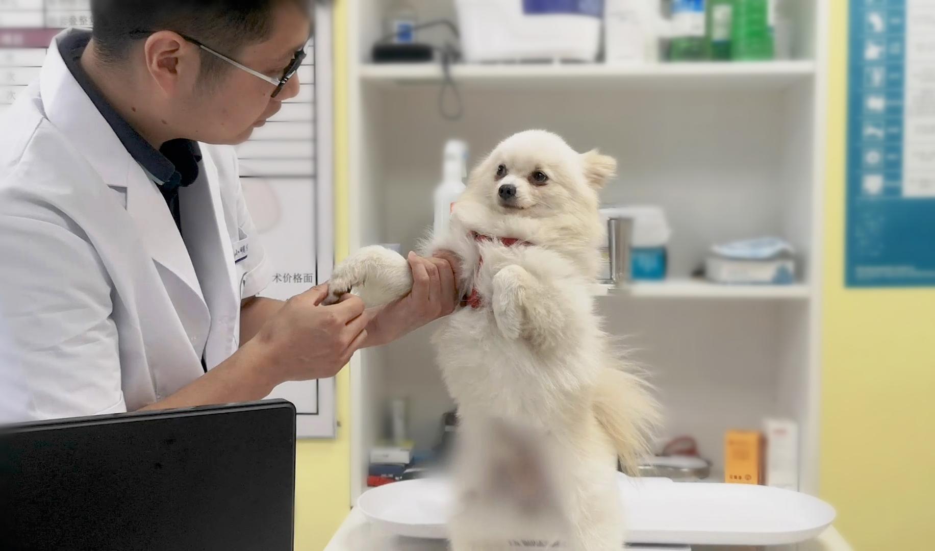 博美有泪痕怎么洗掉呢图片,博美有泪痕吃什么药可以解决