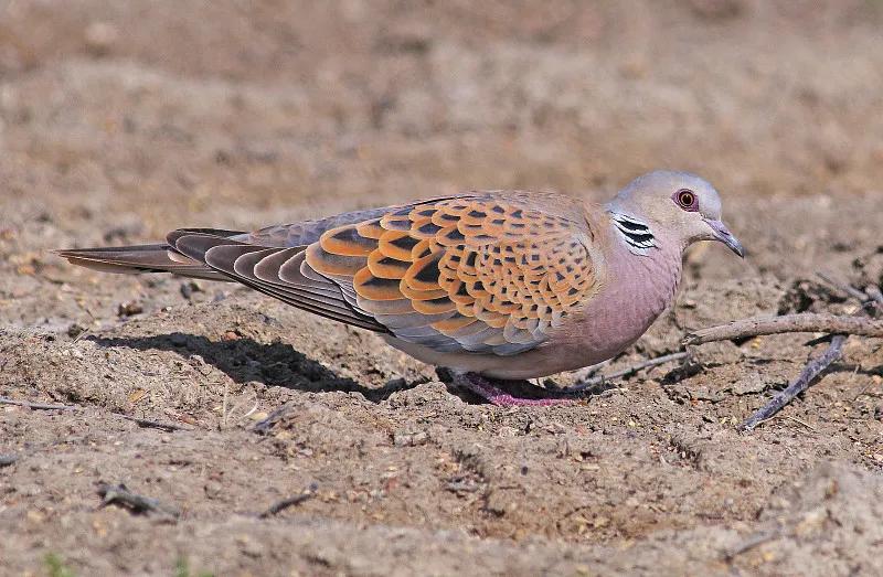 素食宠物食品,素食宠物零食有哪些品种