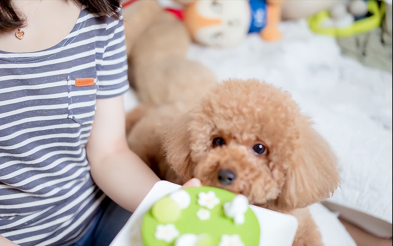 泰迪吃草莓有什么危害,泰迪哪些不能吃