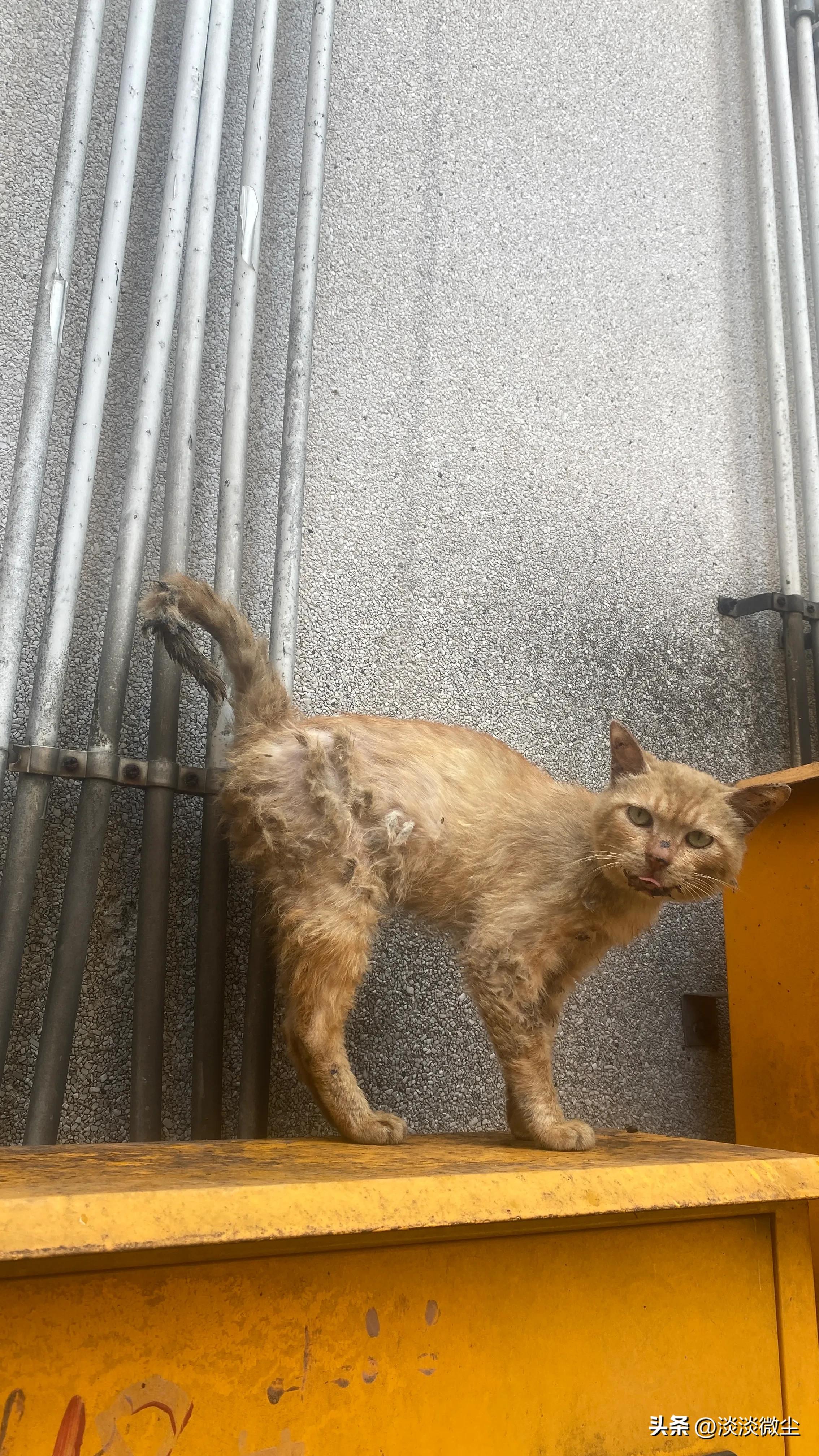 坚强的口炎猫，可我没办法拯救你！