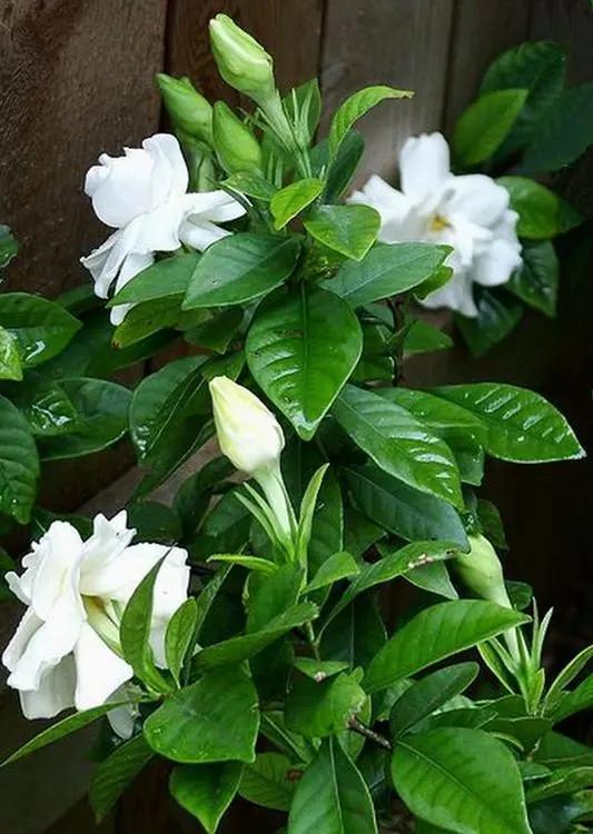 养花什么花是喜酸的,喜酸的花怎么养