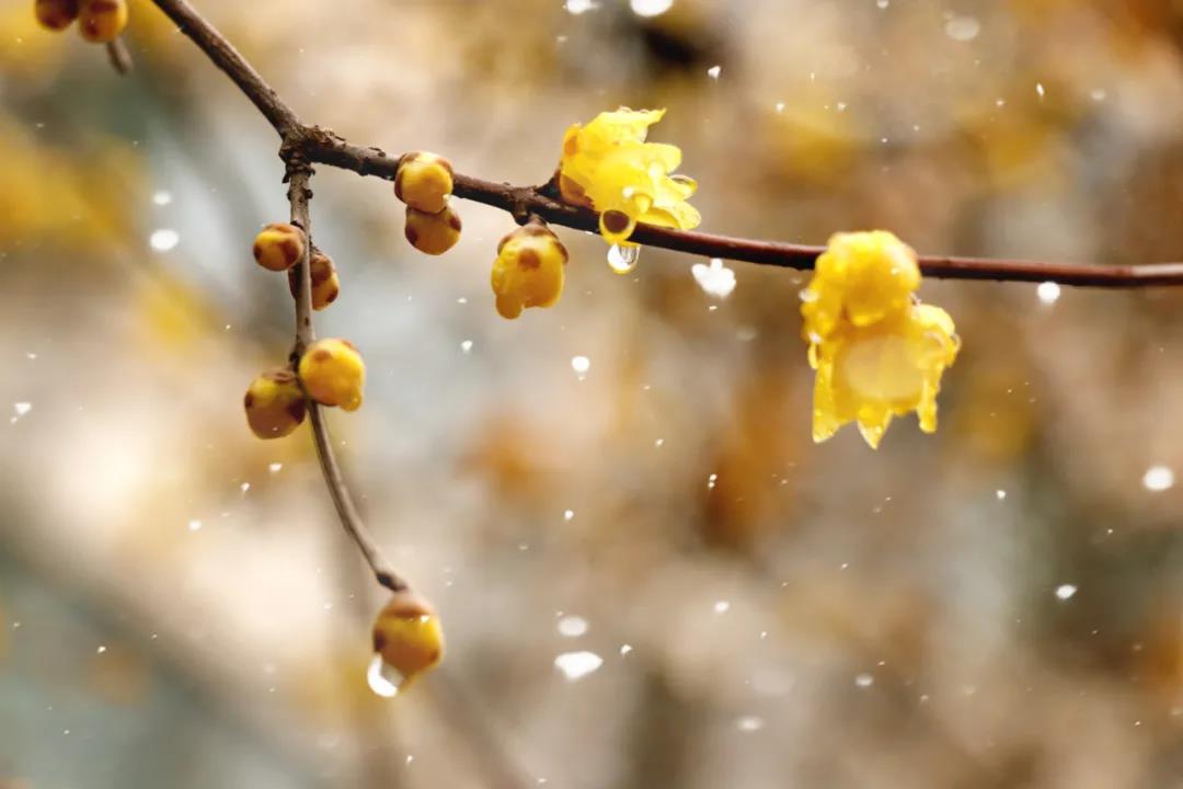 蜡梅还是腊梅小学三年级,蜡梅还是腊梅这些语文常识别弄错