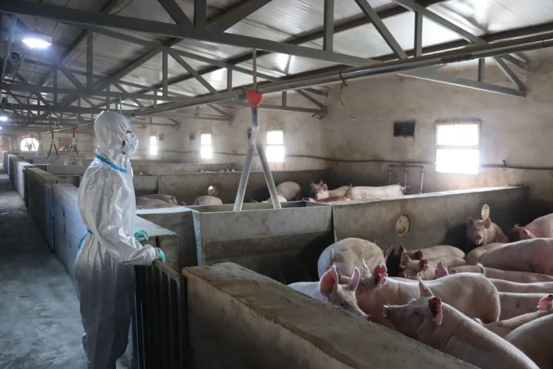 生态养白猪致富经,养殖大户养猪致富经