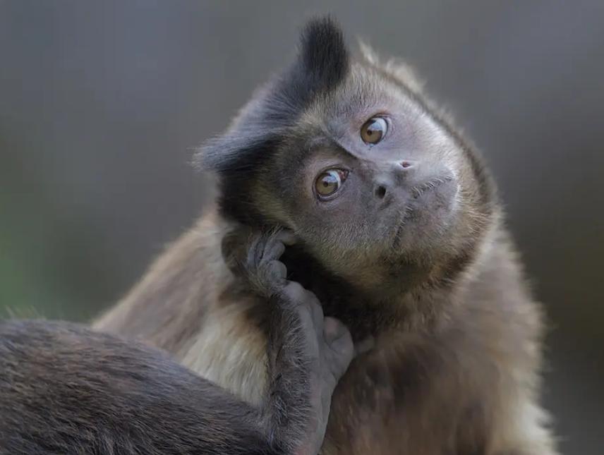 国字形脸的猴子,国字脸和络腮胡的猴子
