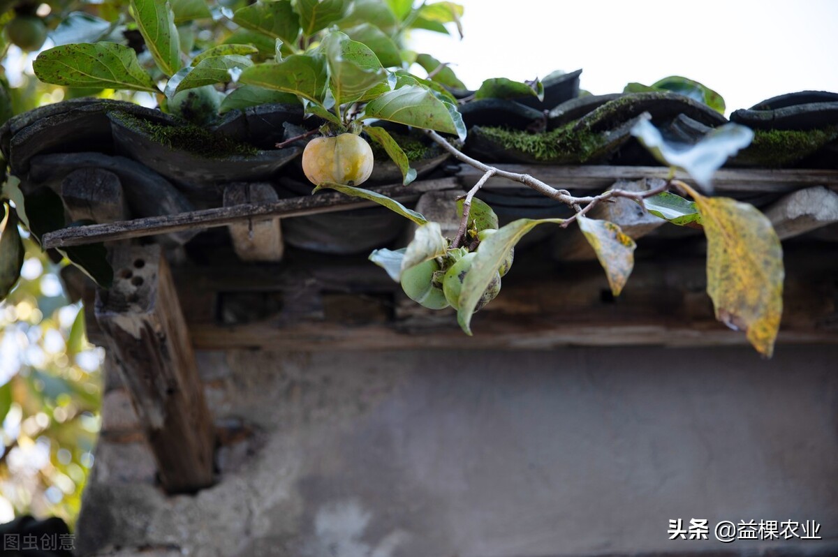 小院里种点果树现实吗？种果树得注意这些事情，除非你不想吃