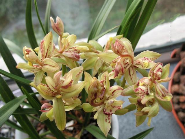 富山奇蝶兰花墨绿色的叶子,富山奇蝶比绿萝好养活