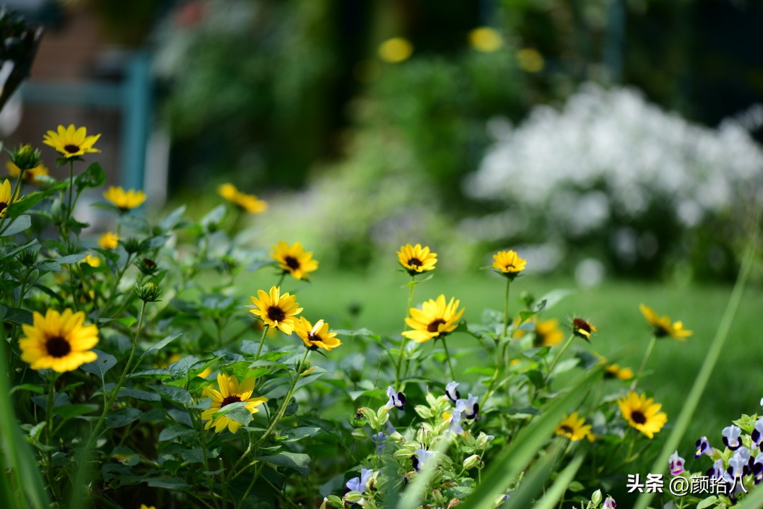 光辉岁月向日葵单朵花能开多少天,光辉岁月向日葵开花效果