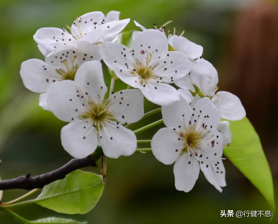 洒落最经典十首梨花诗句,赞美梨花一枝春带雨的诗句