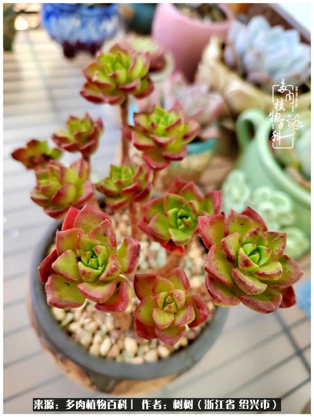 又临寒冬，暖阳下携手肉肉赏姹紫嫣红！