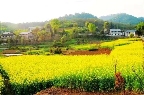 三月油菜香,阳春三月油菜花开春的味道
