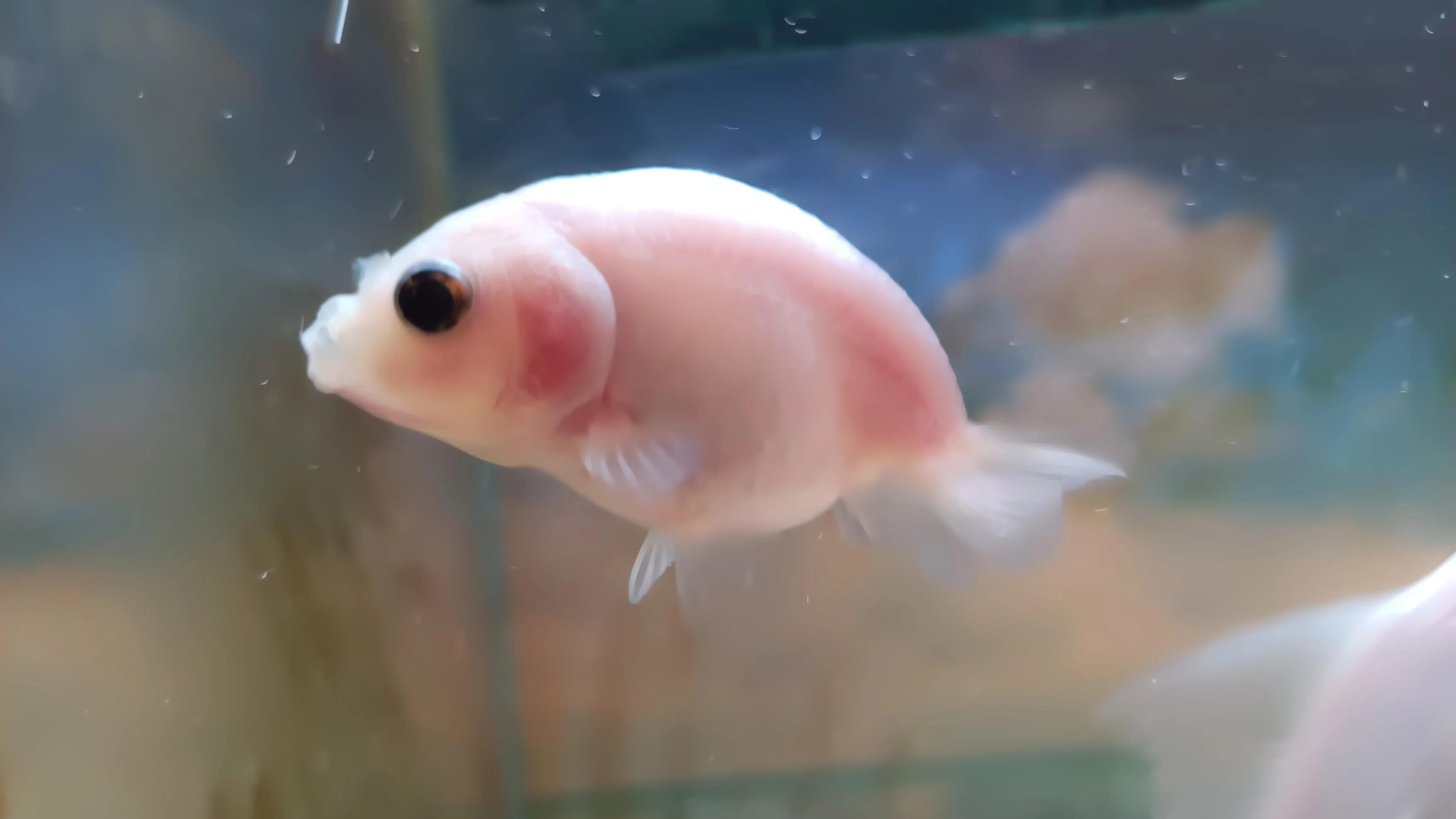 闽江溪流鱼缸,溪流缸自制鱼缸全部过程