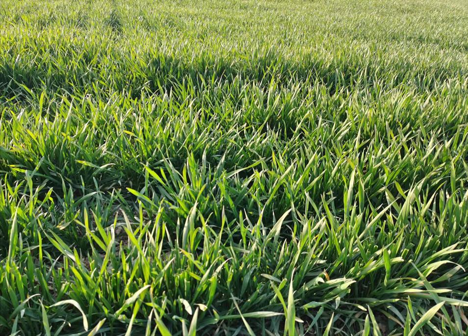 如何判断小麦是否旺长,小麦长得太旺盛了怎么控旺