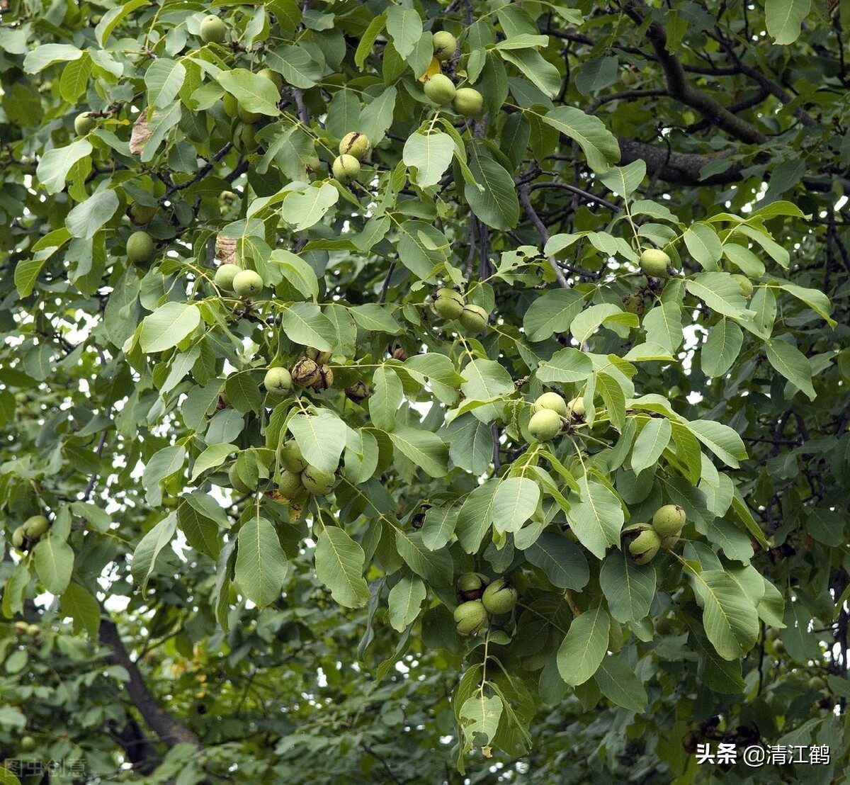 核桃栽植三大禁忌,核桃种植与管理技术分析