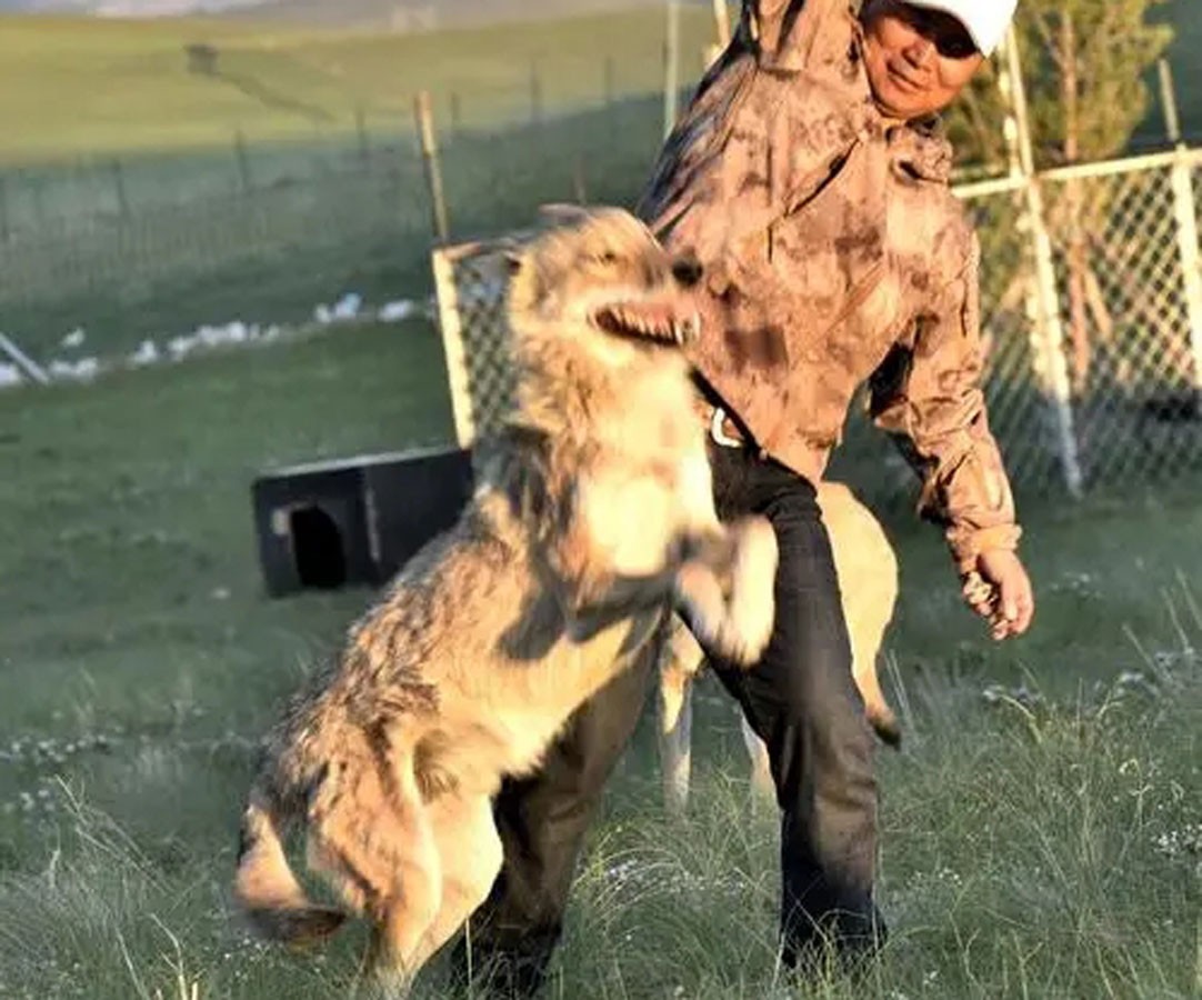 狼和母羊爱情故事,狼与羊的爱情故事