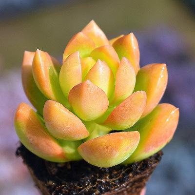 爱徒长的黄丽别嫌弃，3月控一控，养成漂亮“宝石花”