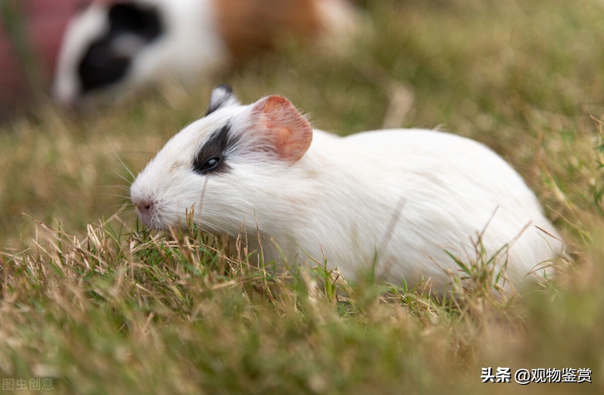 荷兰猪吃荷兰猪吗,荷兰猪很能吃这是为什么