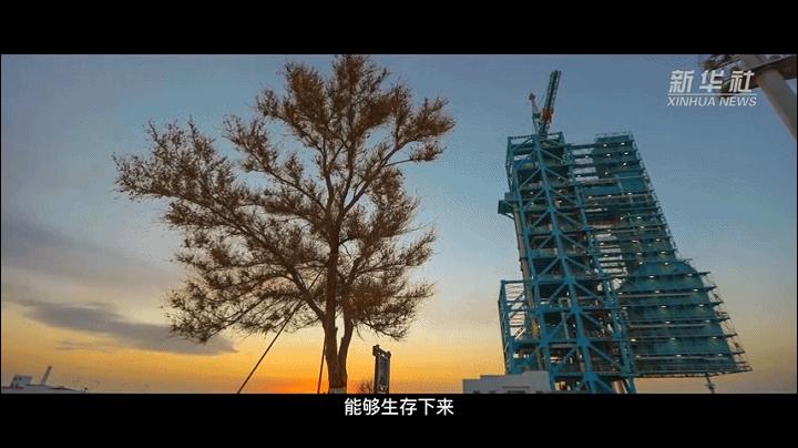 梦想种子发芽视频,梦想种子的视频