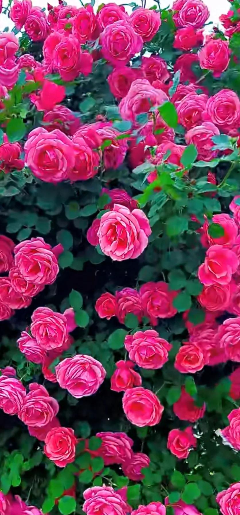 美到极致的月季花图片,仙气十足的月季花图片