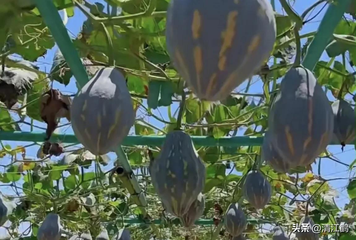 常用植物生长调节剂正确使用方法,植物调节剂喷后几个小时见效果