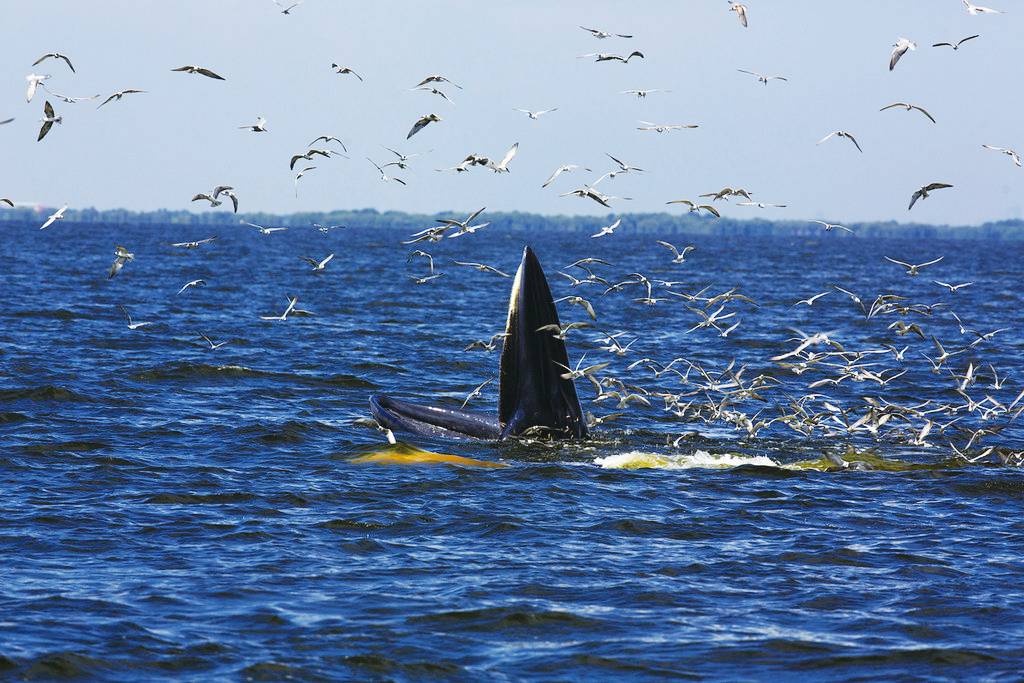 北海的涠洲岛上看海,北海涠洲之恋