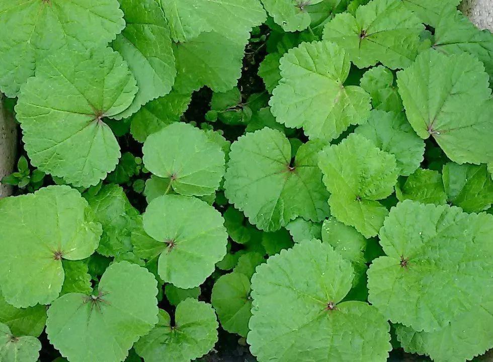 十大被人遗忘的蔬菜水果,十大被人遗忘的蔬菜