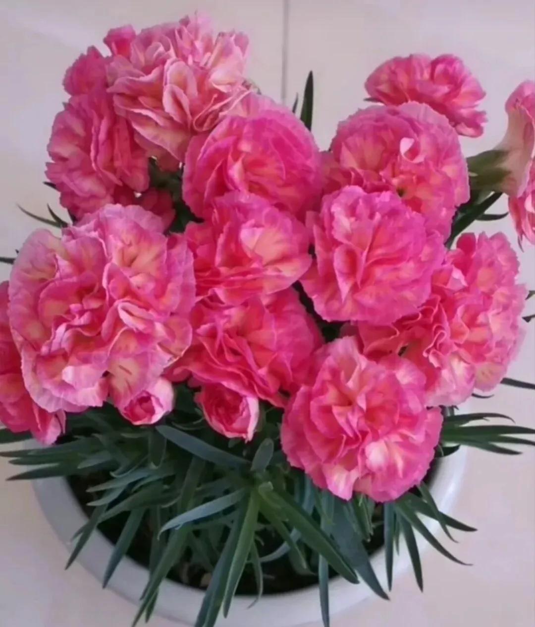 康乃馨四季开花吗,康乃馨每4天浇一次水