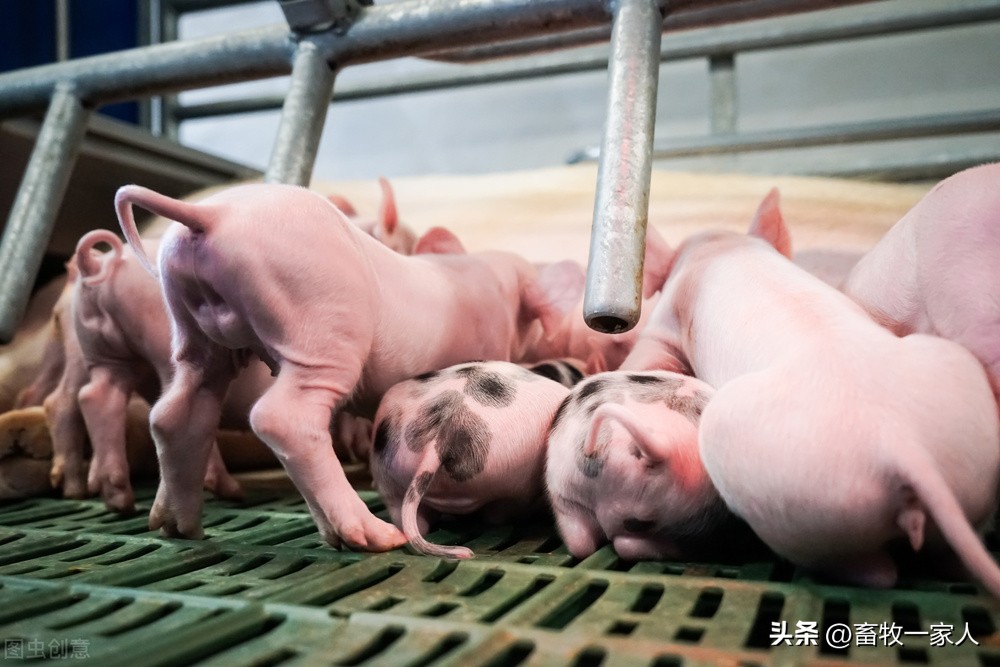 小母猪发猪情的表现,小母猪应激怎么办