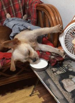 母狗做了绝育还会来大姨妈么,母狗做了绝育还会来大姨妈吗