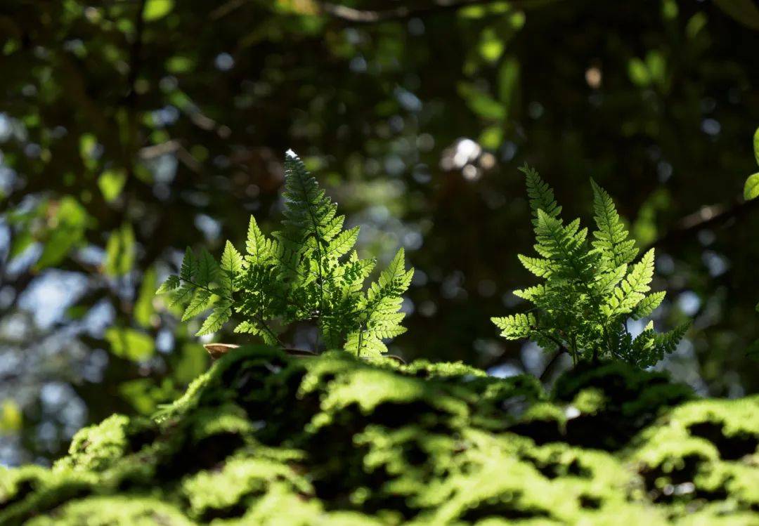 永泰白云姬岩,永泰姬岩云海
