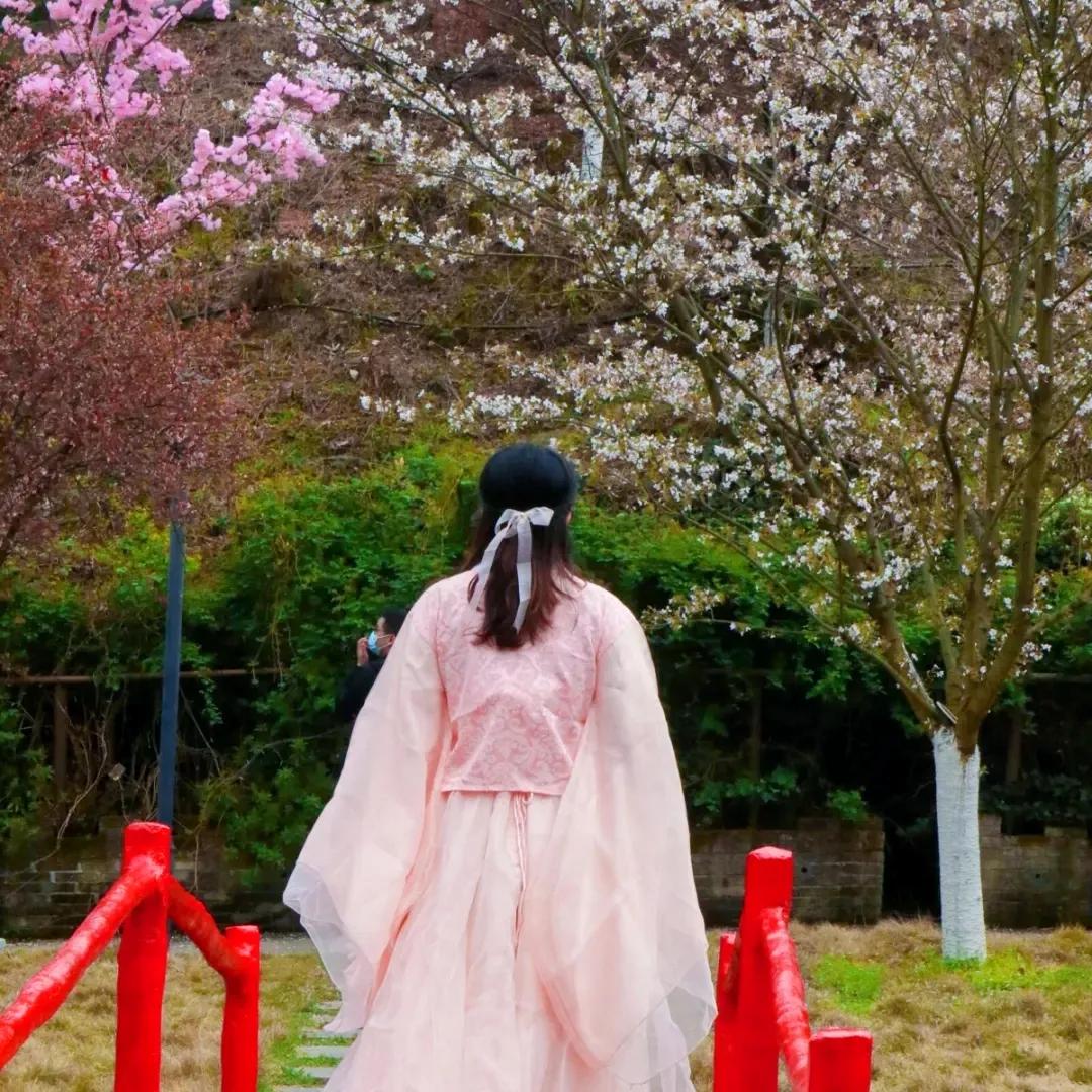 长沙浪漫樱花谷,长沙浔龙河樱花谷花开了吗