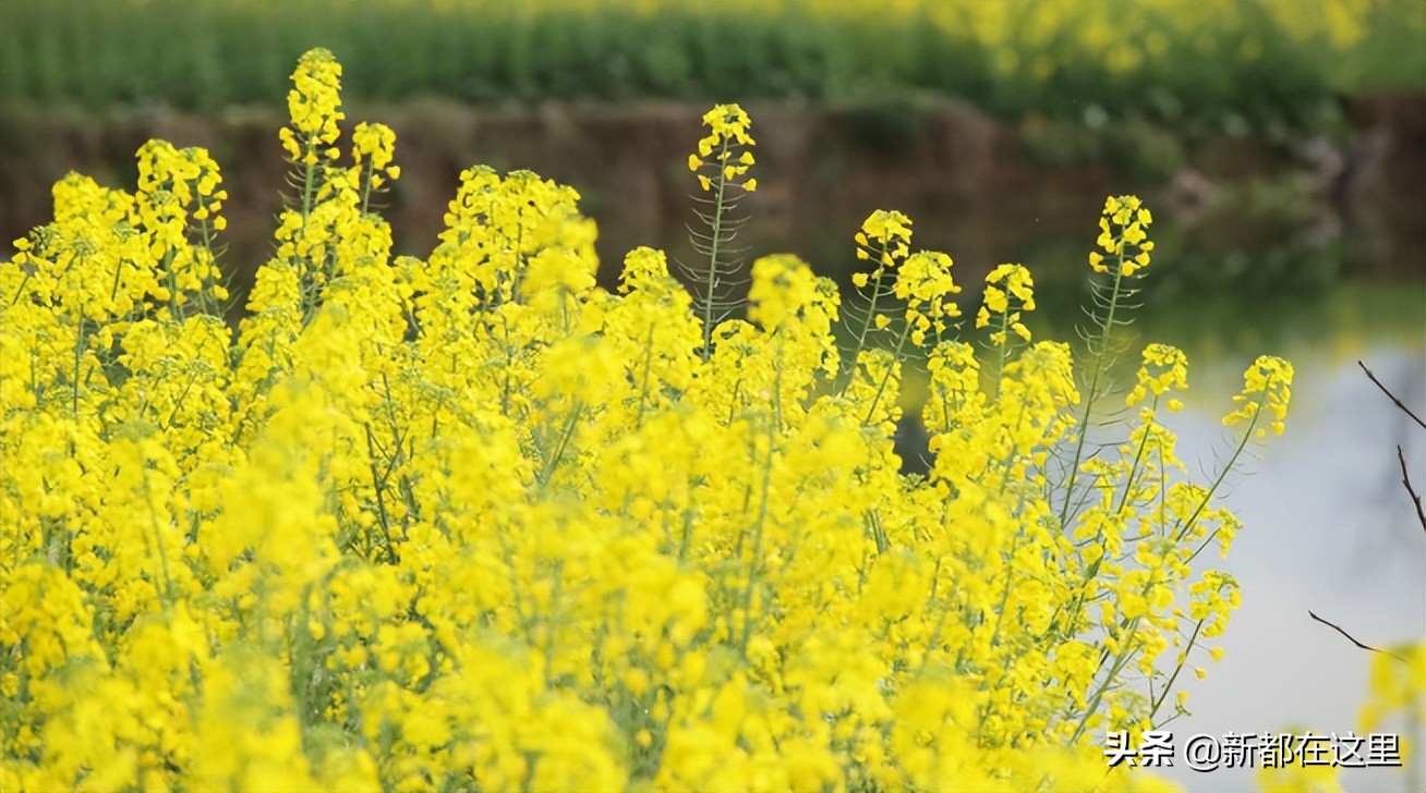 如果城市有颜色重庆,如果城市有颜色作文