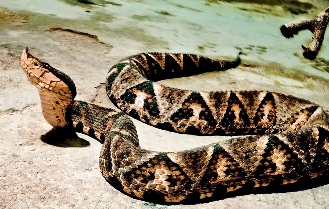 老人说“一地王锦蛇,十里无毒蛇”,为啥被称为“百蛇之王”?