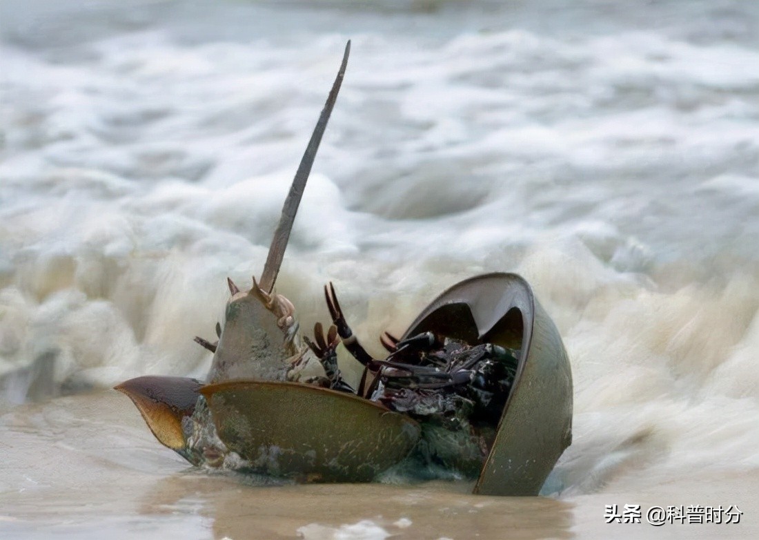 4亿岁生物被疯狂抽血,4亿多年蓝色血液引人类陷入绝境