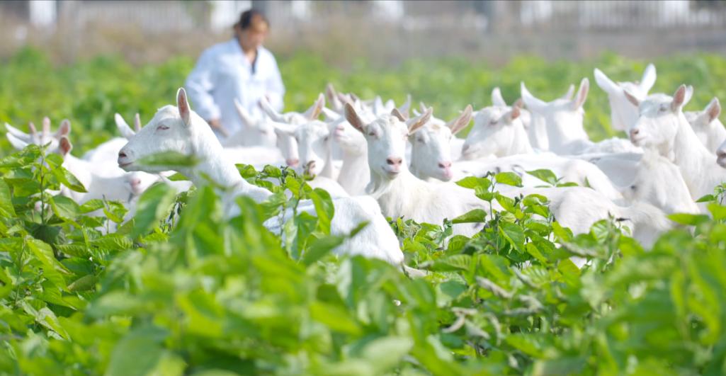 圣唐乳业现状分析,中国圣唐乳业