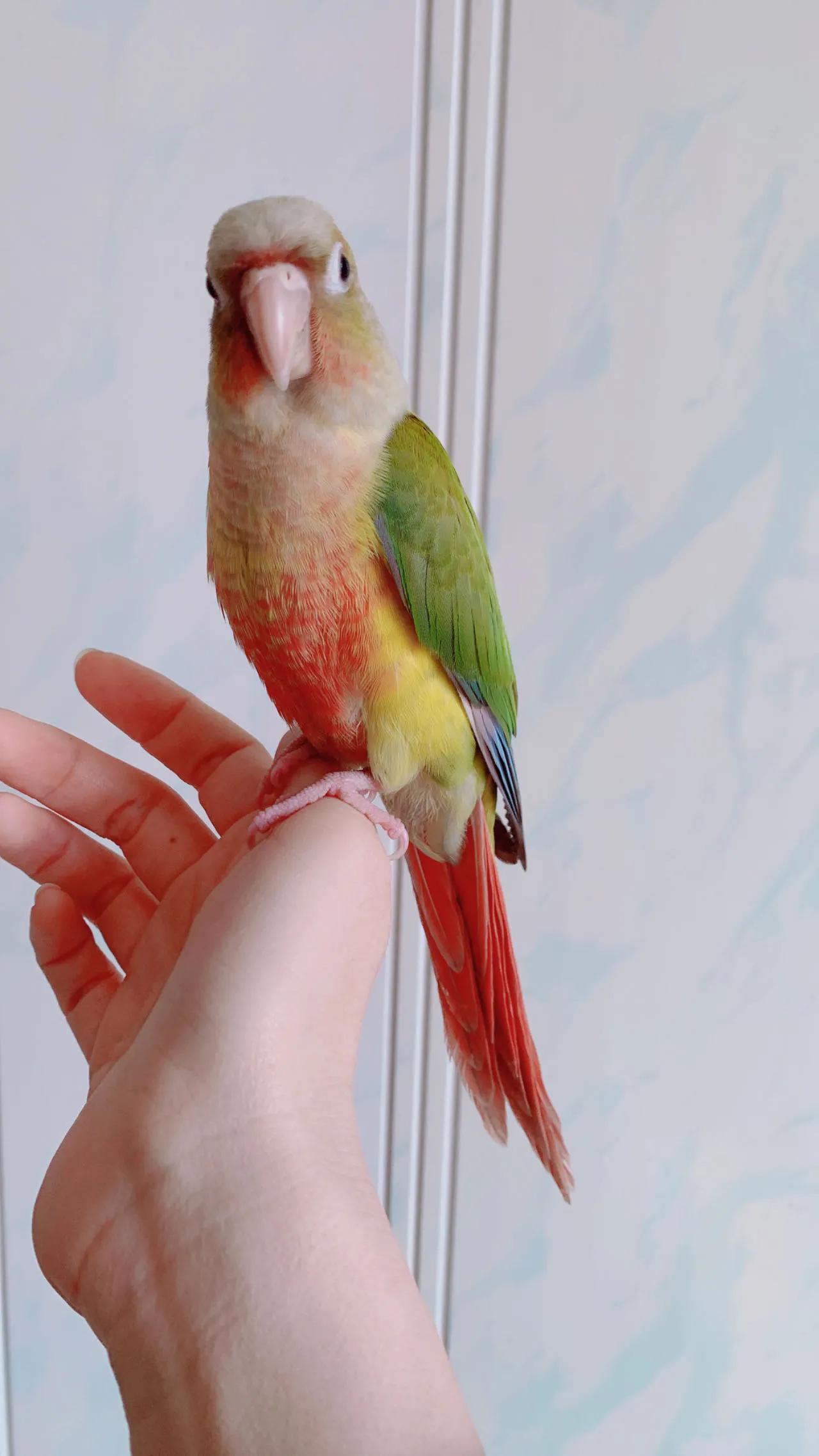 鹦鹉太粘人是什么感觉,怎么养鹦鹉粘手