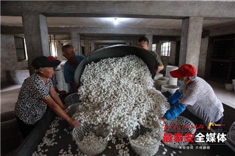 蚕茧喜获丰收,首批蚕茧丰收破茧成蝶