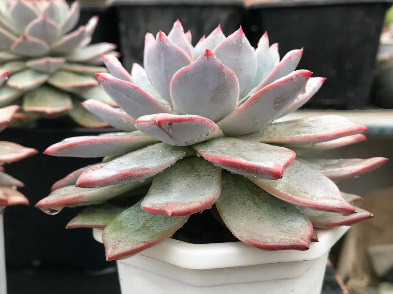 和多肉蓝鸟相似度高的多肉有哪些,蓝鸟多肉喜欢什么样的生长环境