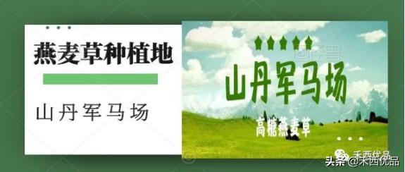 奶牛养殖何去何从,奶牛养殖现状