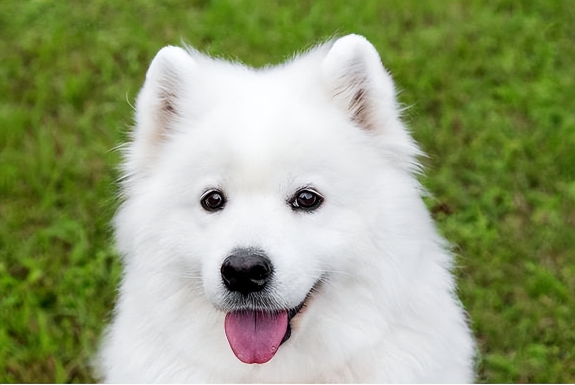 百度一下萨摩耶的优点与缺点,萨摩耶狗狗缺点优点