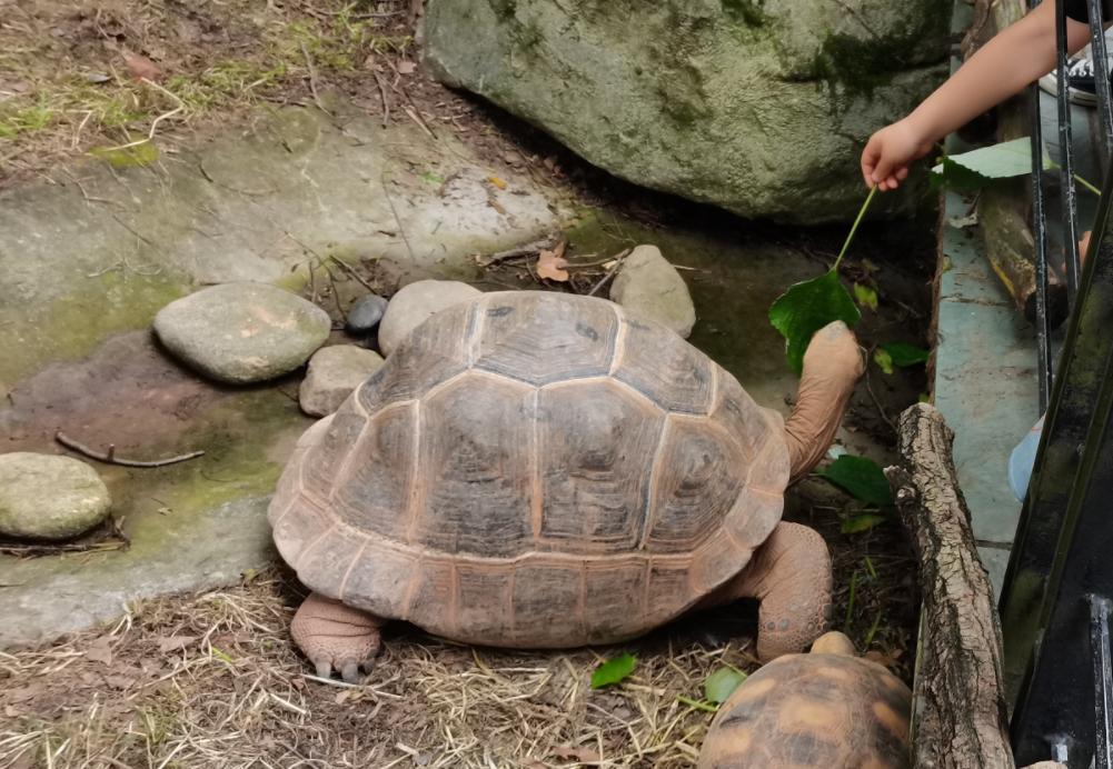 上海动物园一日游攻略,好玩不累的体验分享,附加避雷指南!